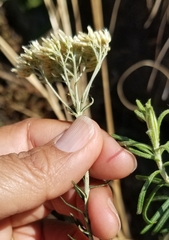 Helichrysum kraussii