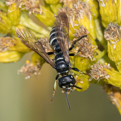 Cerceris nigrescens
