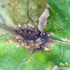 Callirhytis pigra