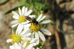 Thecophora