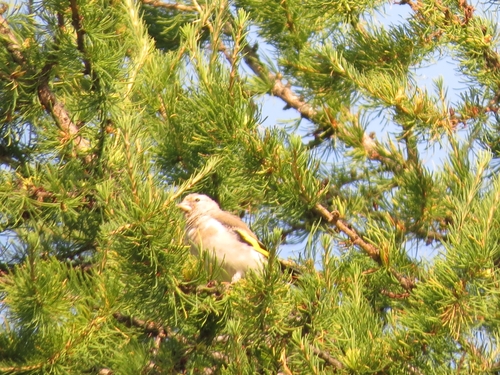 Grey-crowned Goldfinch (Carduelis caniceps), photo 10