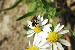 Thecophora