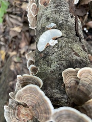 Trametes versicolor