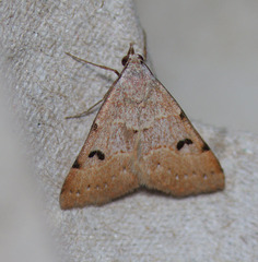 Hemeroplanis historialis