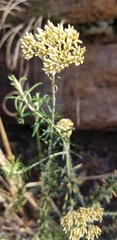 Helichrysum kraussii