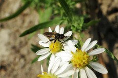 Thecophora