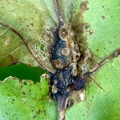 Callirhytis pigra