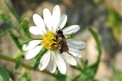 Thecophora