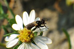Thecophora