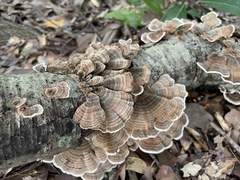 Trametes versicolor