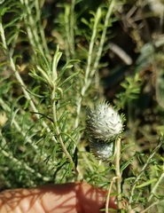 Helichrysum kraussii