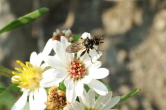 Thecophora