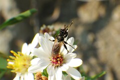 Thecophora