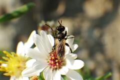 Thecophora