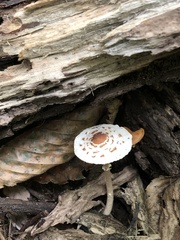 Lepiota cristata
