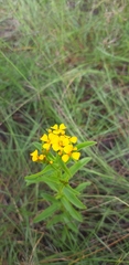 Tagetes lucida