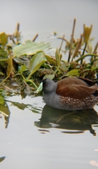 Porphyriops melanops