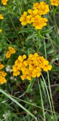 Tagetes lucida