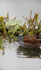 Porphyriops melanops