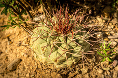 Thelocactus hexaedrophorus