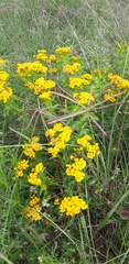 Tagetes lucida