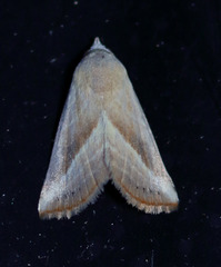 Eublemma recta