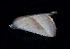 Eublemma recta