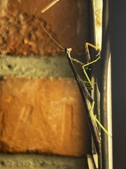 Stagmomantis carolina