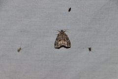 Protodeltote muscosula