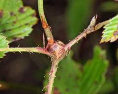 Neolasioptera nodulosa