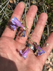 Penstemon comarrhenus