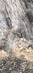Sceloporus occidentalis