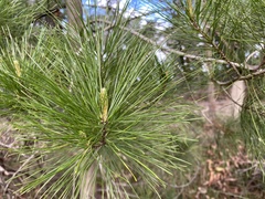 Pinus radiata