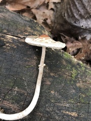 Lepiota cristata