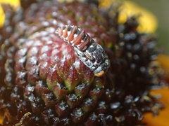 Holcopasites calliopsidis