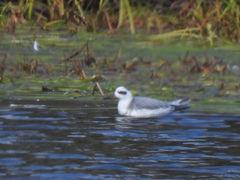 Phalaropus fulicarius
