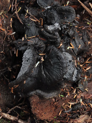 Polyozellus purpureoniger