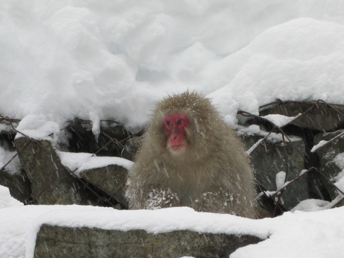 Macaca fuscata