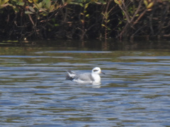 Phalaropus fulicarius