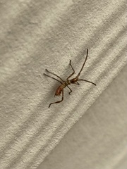 Leptoglossus occidentalis