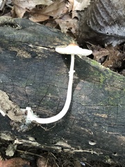 Lepiota cristata