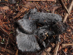 Polyozellus purpureoniger