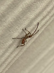 Leptoglossus occidentalis