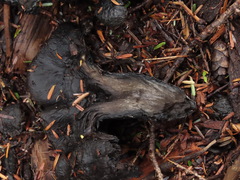 Polyozellus purpureoniger