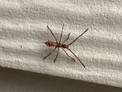 Leptoglossus occidentalis