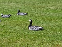 Branta leucopsis