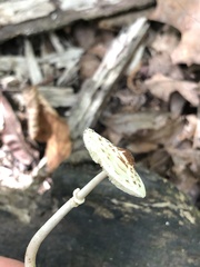 Lepiota cristata
