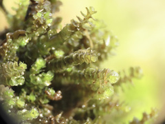 Scapania undulata