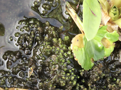 Scapania undulata