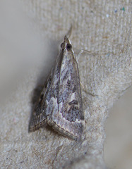 Loxostege allectalis